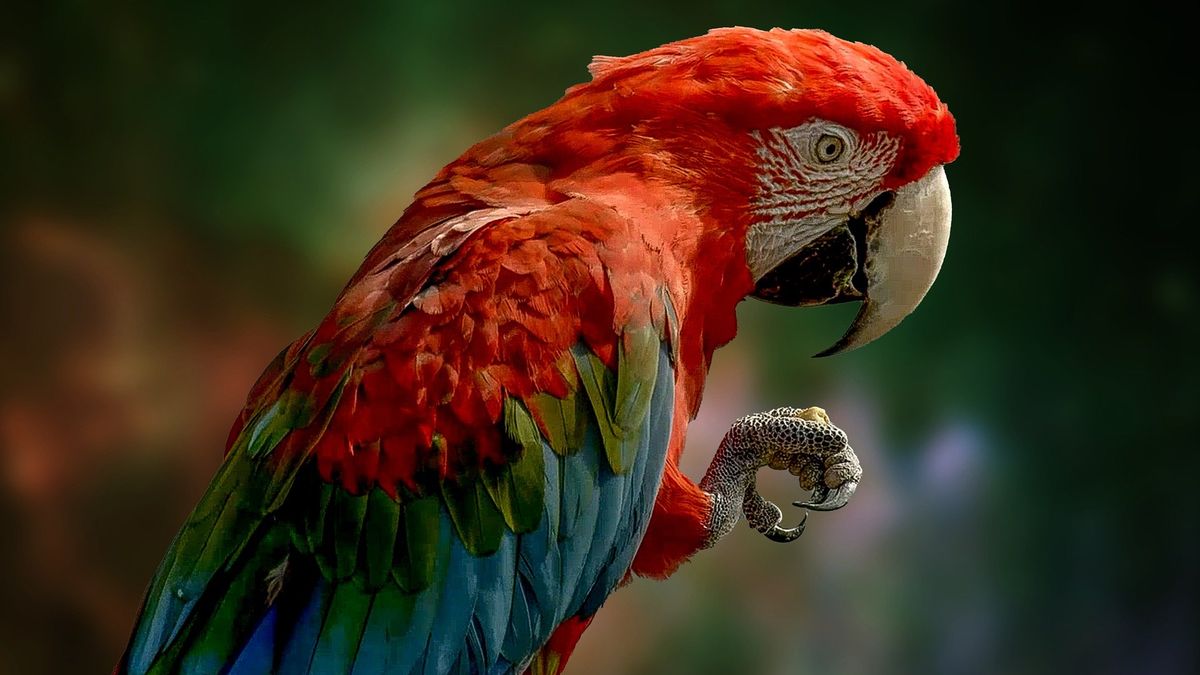 Letohrad otevírá opravenou oranžerii s expozicí papoušků